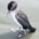 vogelziekte plasticose