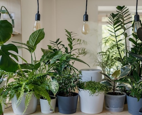 planten