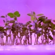 vertical farming growy