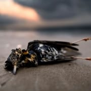 vogelgriep