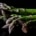 asperges