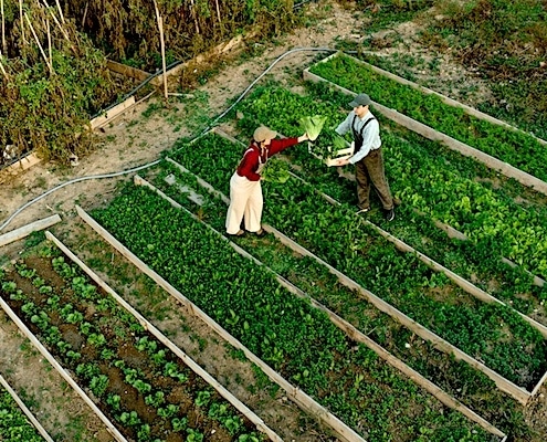 biologische landbouw
