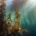 noordzee kelp