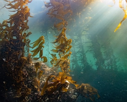 noordzee kelp