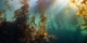 noordzee kelp