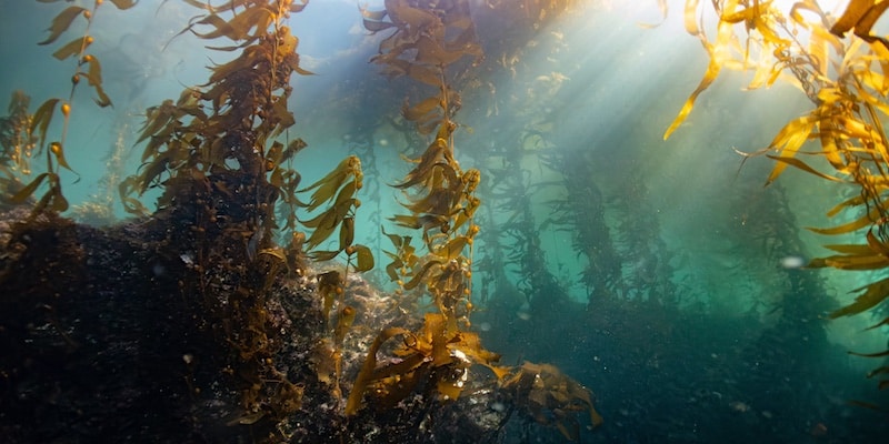 noordzee kelp