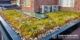 sedum