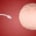 sperm