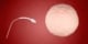 sperm