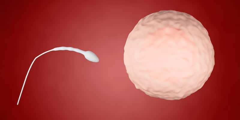 sperm