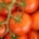tomaten