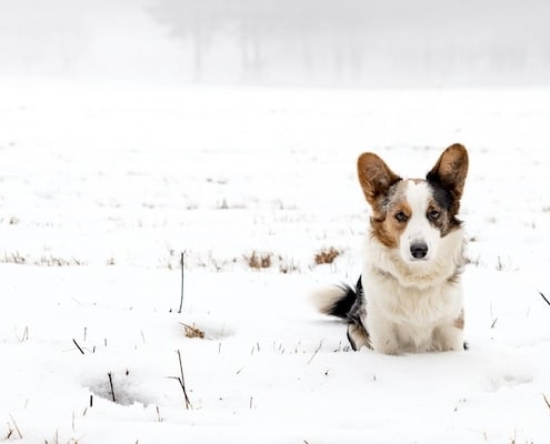 hond in de sneeuw