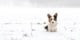 hond in de sneeuw