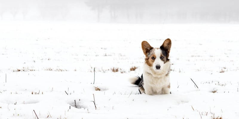hond in de sneeuw