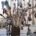 stikstofboom_400