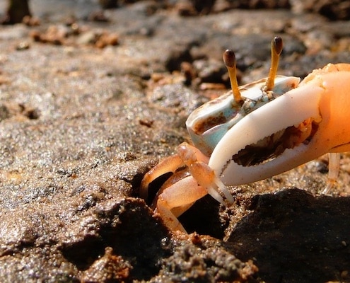 wenkkrab fiddler crab uca