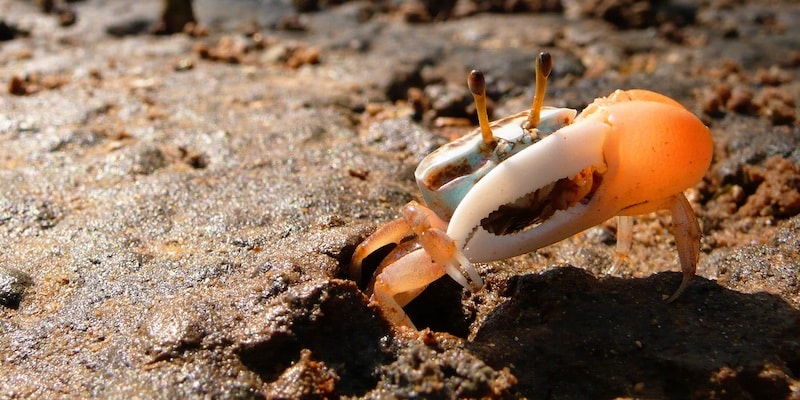 wenkkrab fiddler crab uca