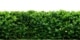 groene haag