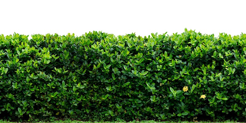 groene haag