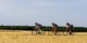tour de france hitte