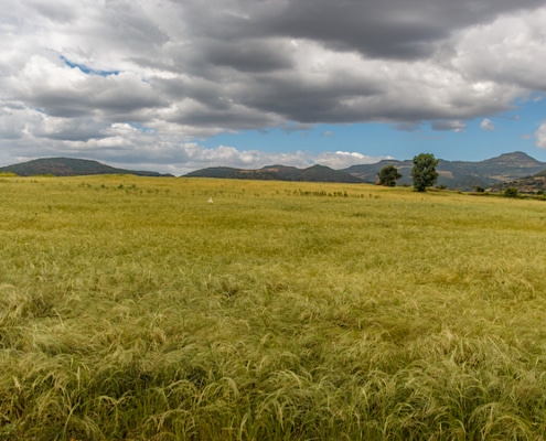 teff veld in Ethiopie