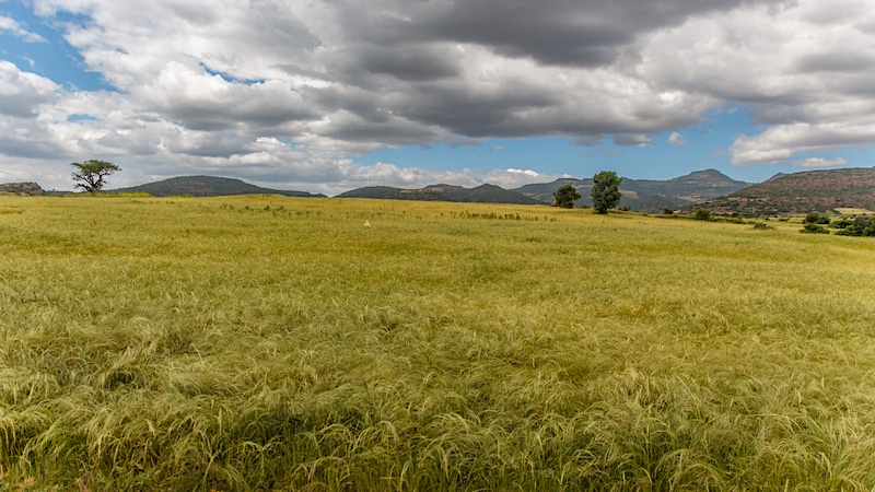 teff veld in Ethiopie