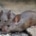 muizen bron van hantavirus
