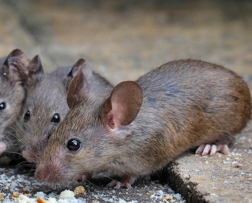 muizen bron van hantavirus