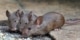 muizen bron van hantavirus