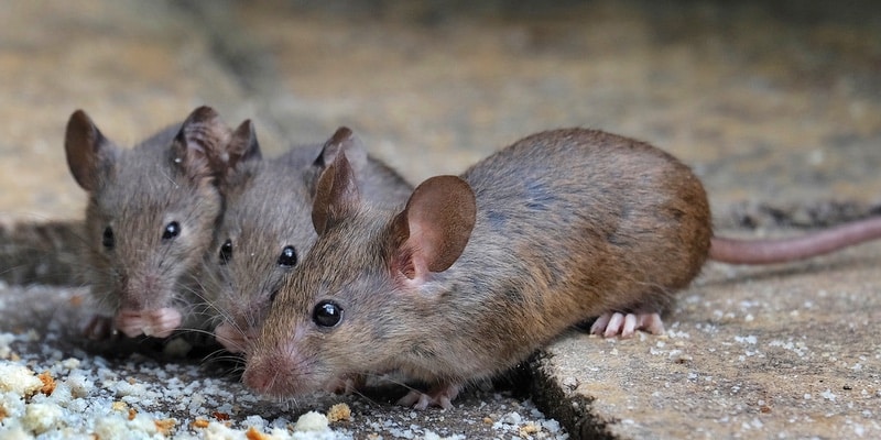 muizen bron van hantavirus