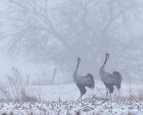 living planet rapport nederland 2026 kraanvogels