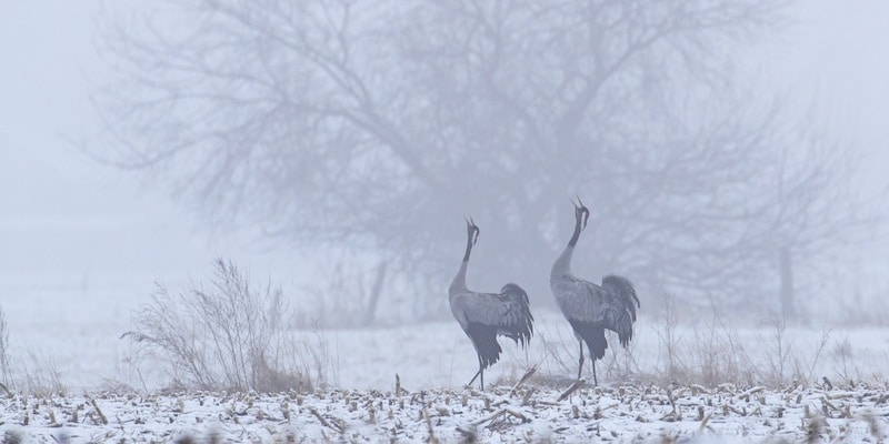 living planet report nederland 2026 kraanvogels
