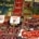 https://www.dreamstime.com/haarlem-netherlands-october-th-fruits-vegetables-market-stall-dutch-text-tags-raspberry-prunes-price-per-unit-image136557652