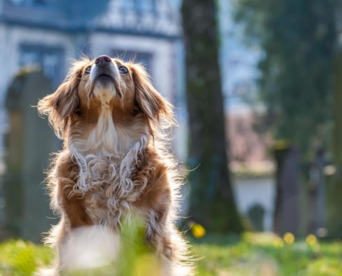 hondje