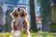 hondje