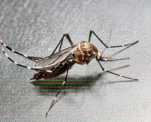 Close-up van de Aedes albopictus mug.