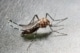 Close-up van de Aedes albopictus mug.