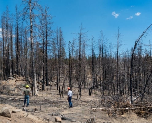 Bos in Oregon dat mogelijk schade heeft opgelopen door brand.