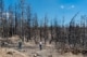 Bos in Oregon dat mogelijk schade heeft opgelopen door brand.