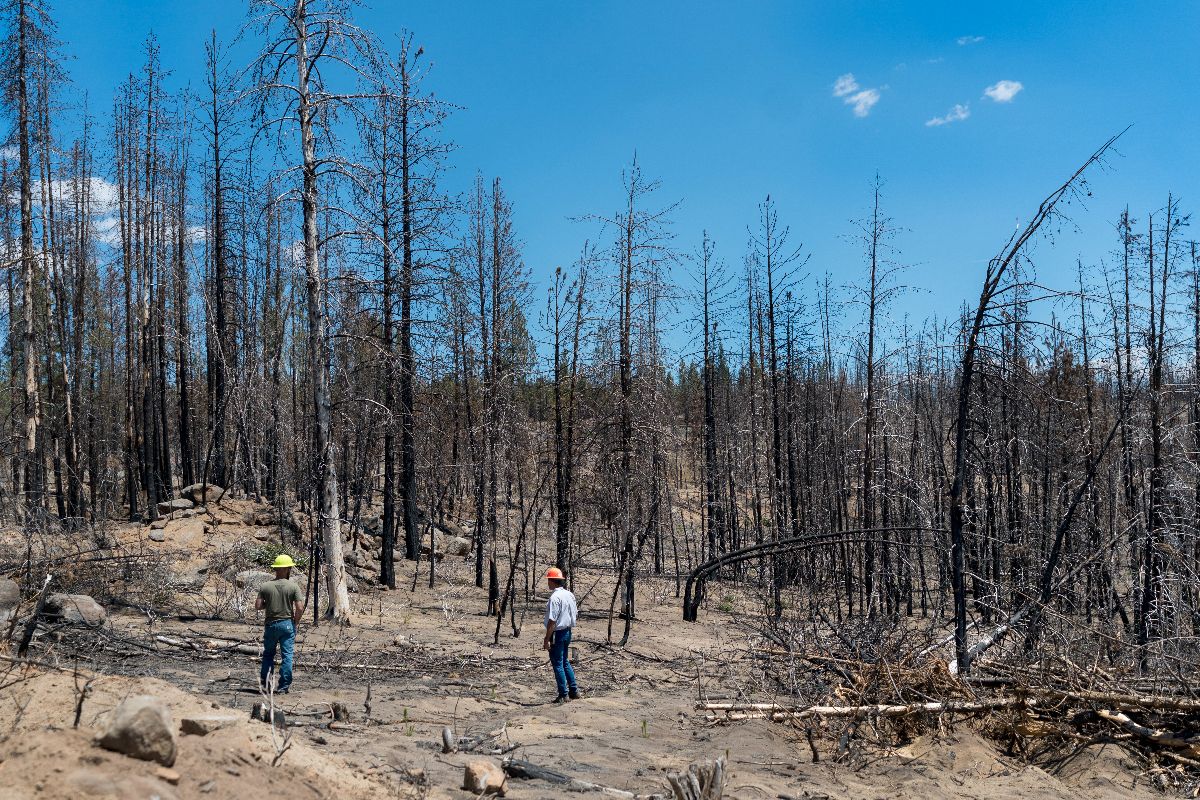 Bos in Oregon dat mogelijk schade heeft opgelopen door brand.