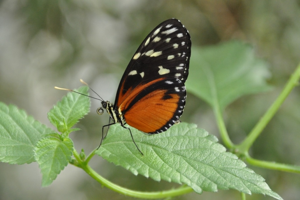 Heliconius hecale vlinder die stuifmeel eet.