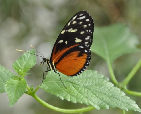 Heliconius hecale vlinder die stuifmeel eet.