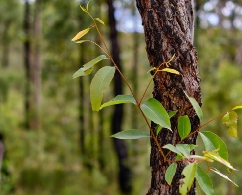 eucalyptus boom
