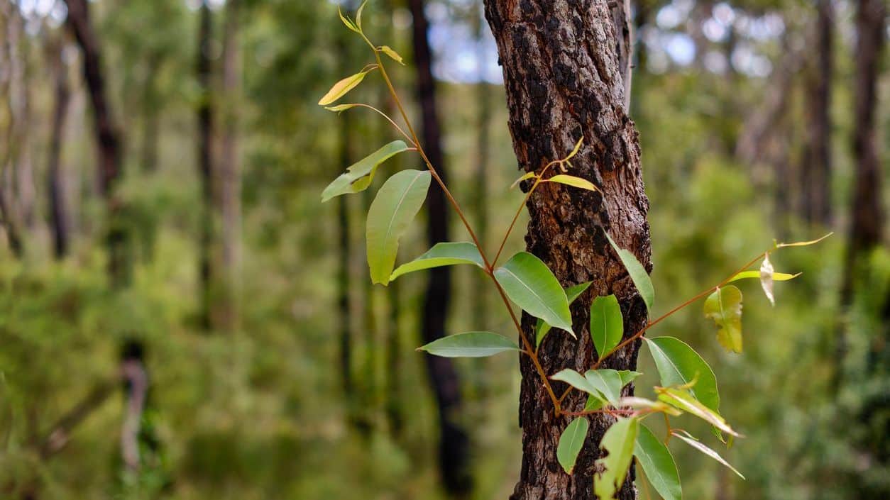 eucalyptus boom
