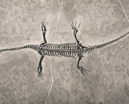fossielen die de evolutietheorie doen kantelen