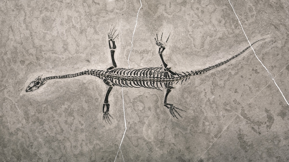 fossielen die de evolutietheorie doen kantelen