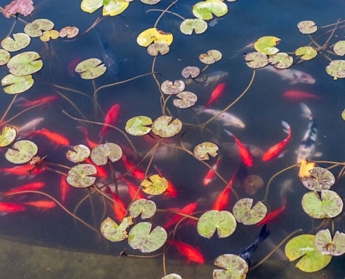 Goudvissen horen niet in de natuur thuis