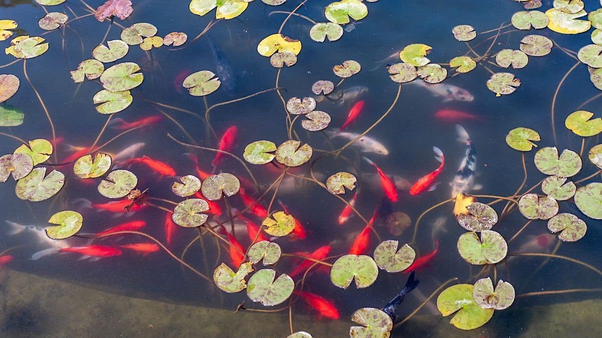 Goudvissen horen niet in de natuur thuis