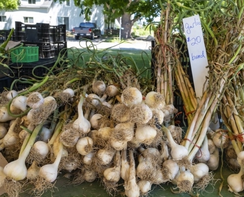 knoflook om muggen te bestrijden