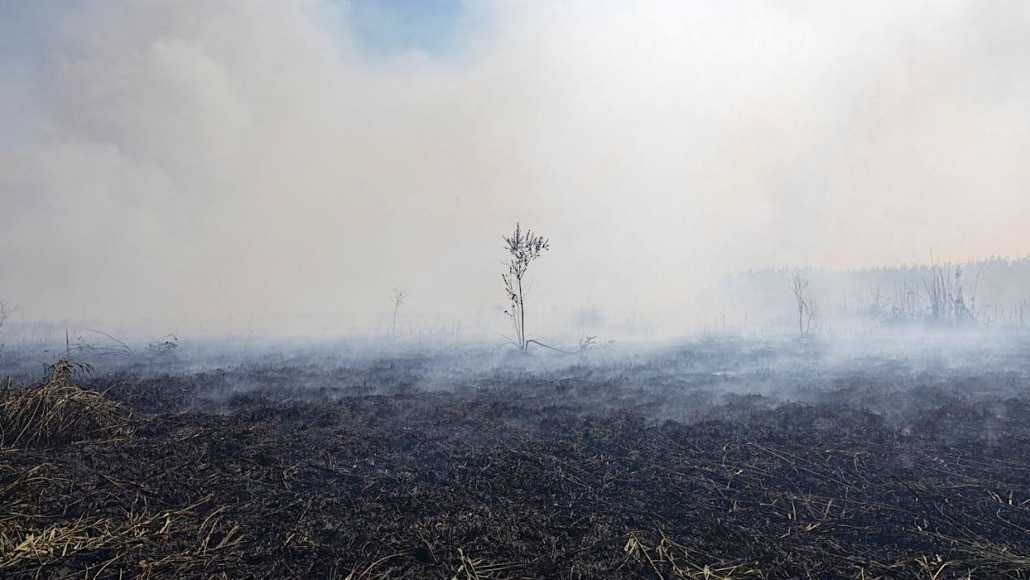 landschap na een bosbrand